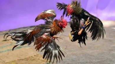 cock fighting