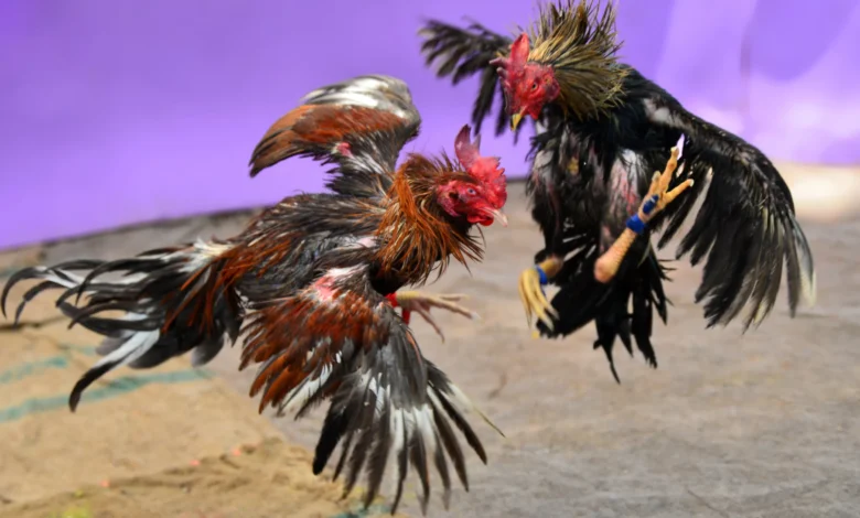 cock fighting